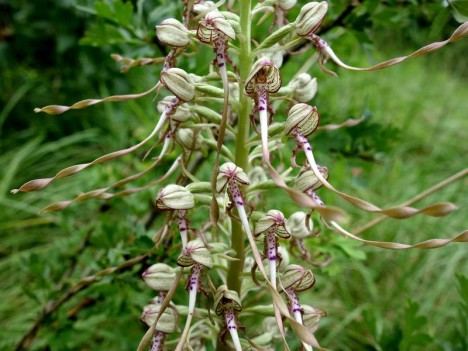 Orchis bouc, juin 2017