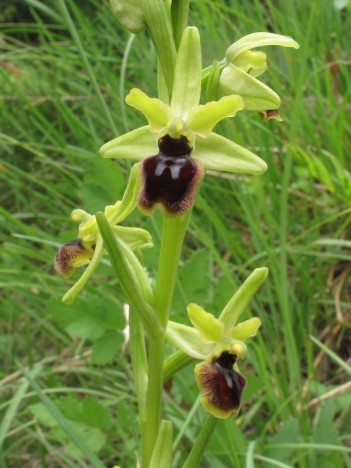 Ophrys araignée, mai 2013