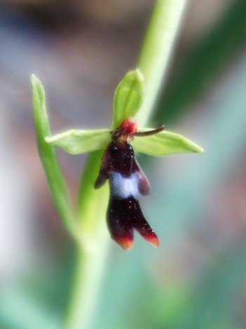 Ophrys mouche, mai 2022