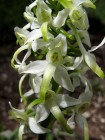 Orchis à deux feuilles, mai 2009