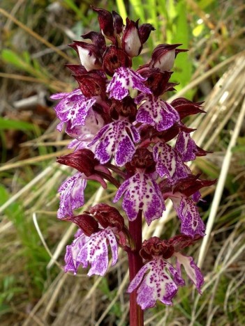 Orchis pourpre, mai 2022