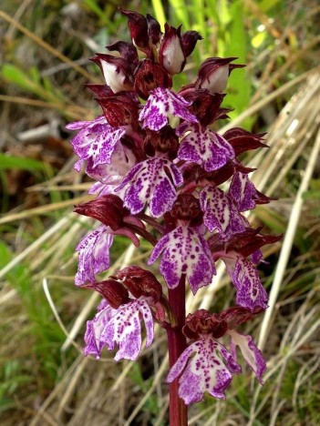 Orchis pourpre, mai 2022