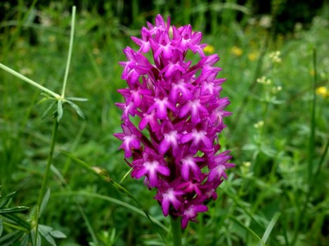 Orchis pyramidal, juin 2017