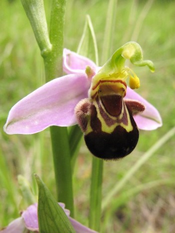 Ophrys bourdon, mai 2014