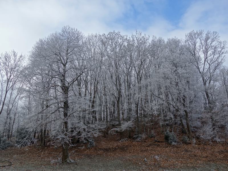 Givre matinal