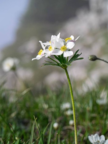 Anémone à fleurs de narcisse, Anemone narcissiflora, Ranunculaceae