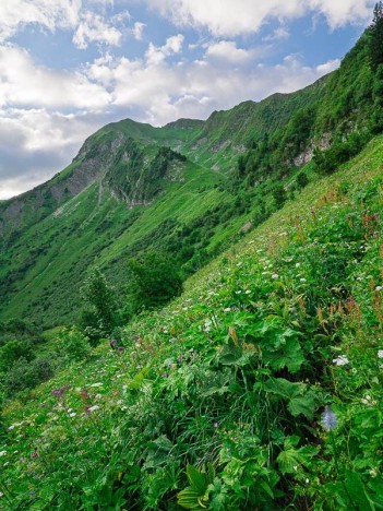 Mégaphorbiaie sous la Combe des Fours