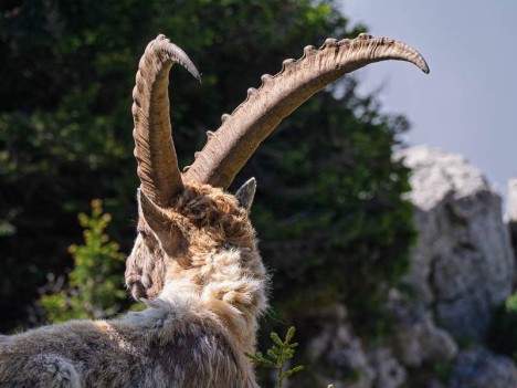 Portrait d'un bouquetin peu farouche