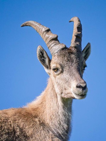 Portrait d'un Éterlou