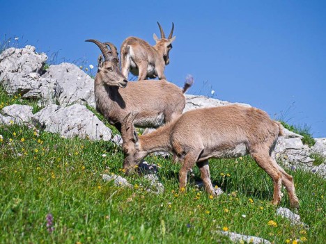 Bouquetins au sommet des Rochers de Leschaux