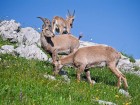 Bouquetins au sommet des Rochers de Leschaux
