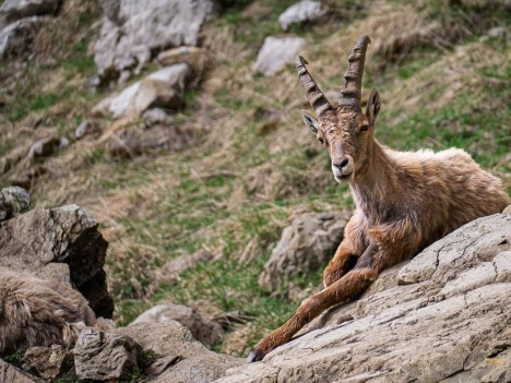 La sieste de l'Étagne