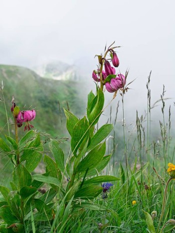Lis martagon, Pointe de la Grande Combe