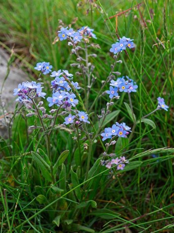 Myosotis des Alpes