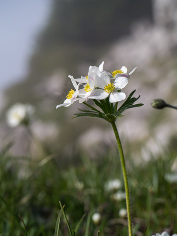 Anémone à fleurs de narcisse, Anemone narcissiflora, Ranunculaceae