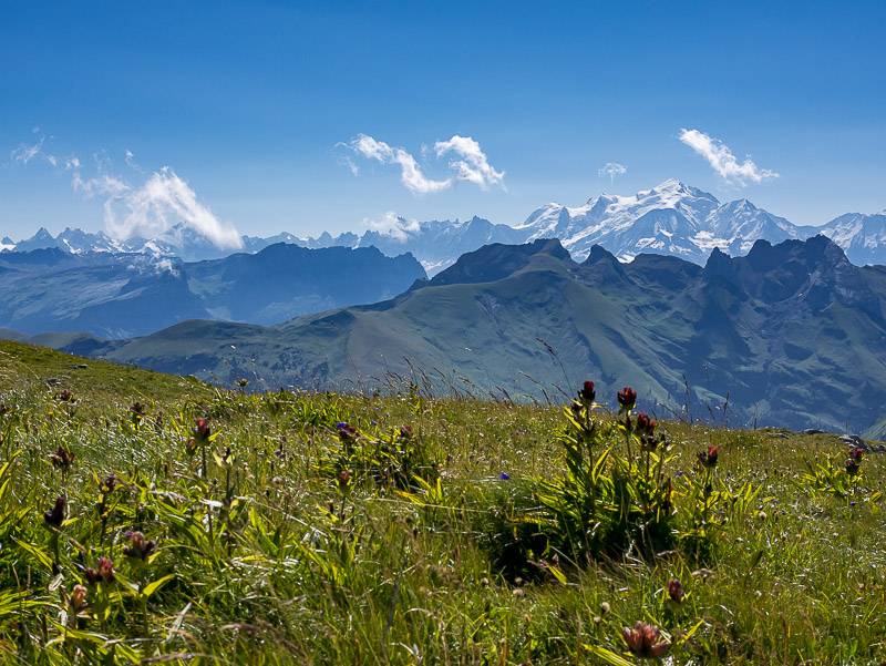 Mont Blanc et Gentianes pourpres