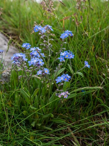 Myosotis des Alpes