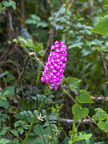 Bel Orchis pyramidal