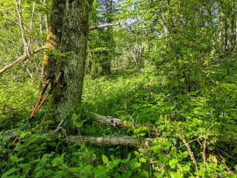 Le sentier de la Combe Charbonnière