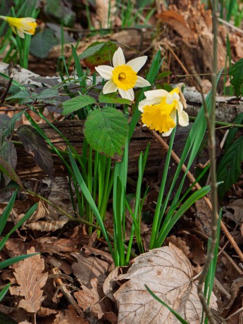 Jonquille du Banchet, pseudo-narcissus