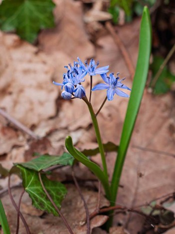 Scille à Deux Feuilles, Scilla bifolia L.