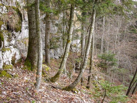 Versant Est du plateau de Belledigue