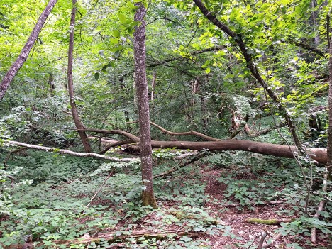 Arbres couchés en travers du chemin dans la Combe Charbonnière, juil. 2023