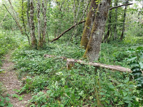 Au débouché de la sente sur le sentier du Balcon du Recorba, juil. 2023