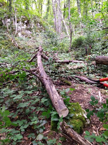 Chantier de coupe dans la Combe Charbonnière, juil. 2023