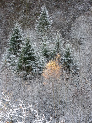 Épicéas saupoudrés de neige