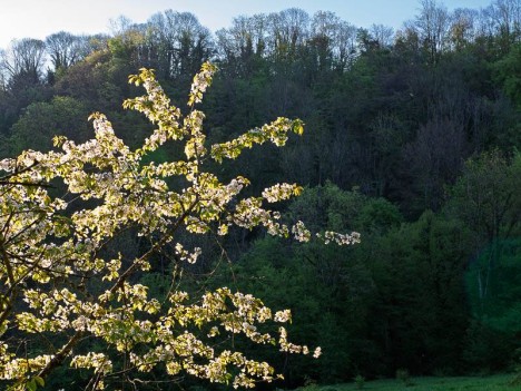 Merisier en fleur