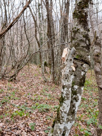 Arbre taillé, prendre vers le Nord