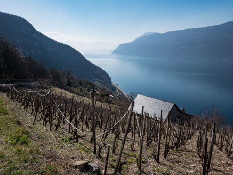 Vigne de Sargoin et sarto