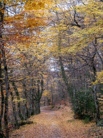 Piste aux couleurs de l'automne