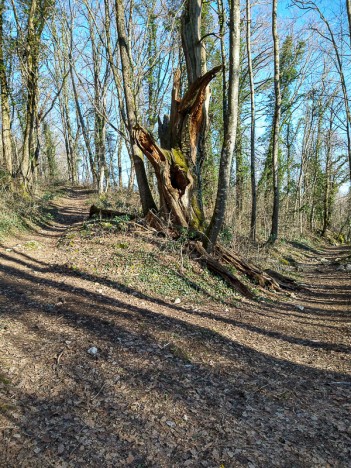 Arbre mort dans la bifurcation, févr. 2023