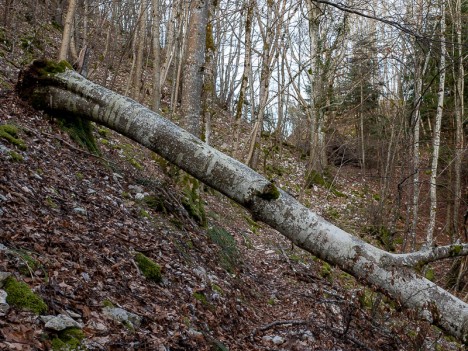 Arbre couché en travers sur le sentier de l'arête Nord, mar. 2020