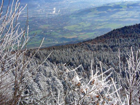 Les épicéas givrés de Château Richard