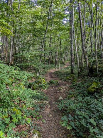 Sentier en rive droite de la Léchère