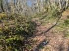 Les primevères éclairent le sentier de la Léchère