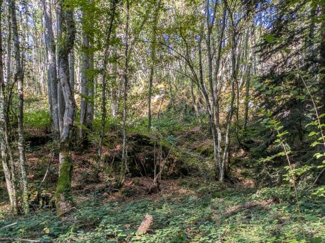 Le talweg d'accès à la rive gauche de la Léchère