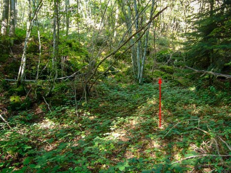 Point de départ du passage de la Lechere par la rive gauche, un petit talweg