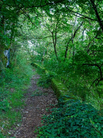 À travers la forêt