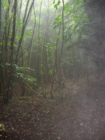 Brouillard dans la forêt sous la Charvaz