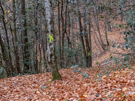 Biffurcation sur le sentier du pied des falaises