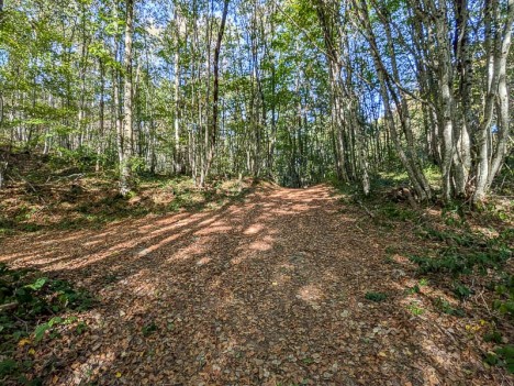 Le Collet du Mont Tournier