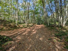 Le Collet du Mont Tournier
