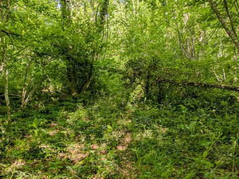 Arbre en travers sur le sentier