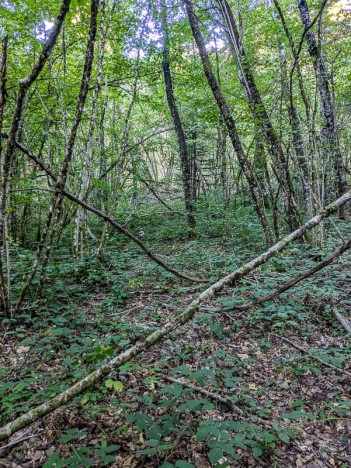 Départ du Sentier du Mont