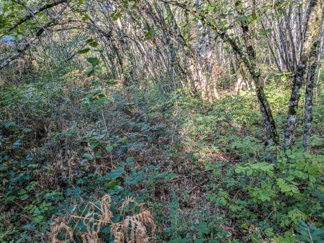 Le relief du Sentier du Mont se perd sous les ronces