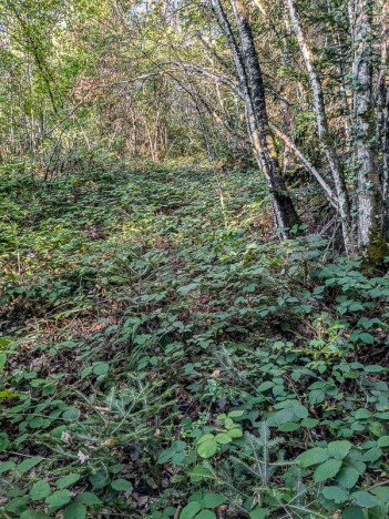Le Sentier du Mont repris par les ronces